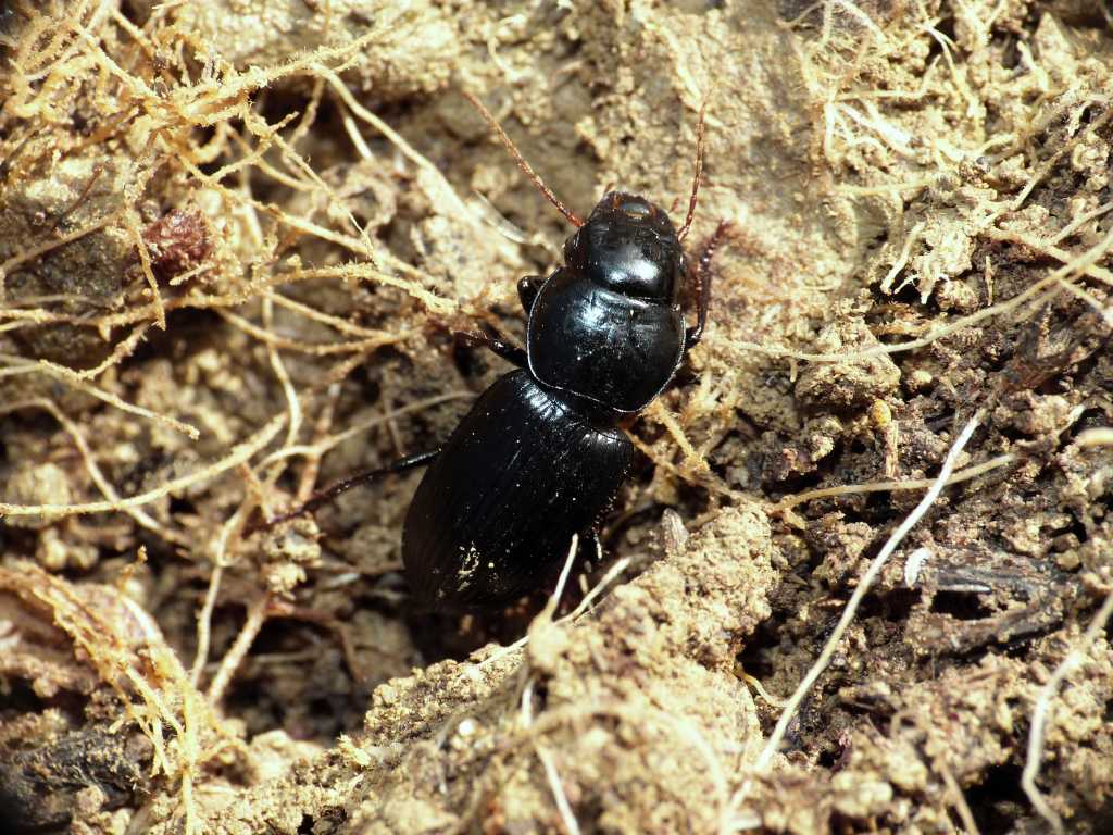 Acinopus megacephalus - Tolfa (RM)